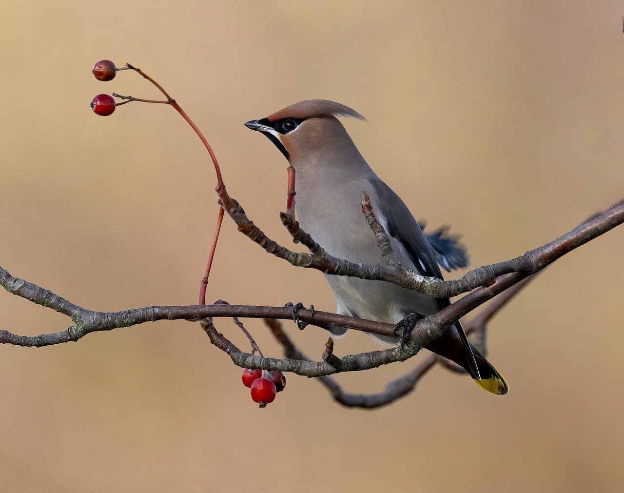 The Best Spots for Bird Watching in Everglades National Park